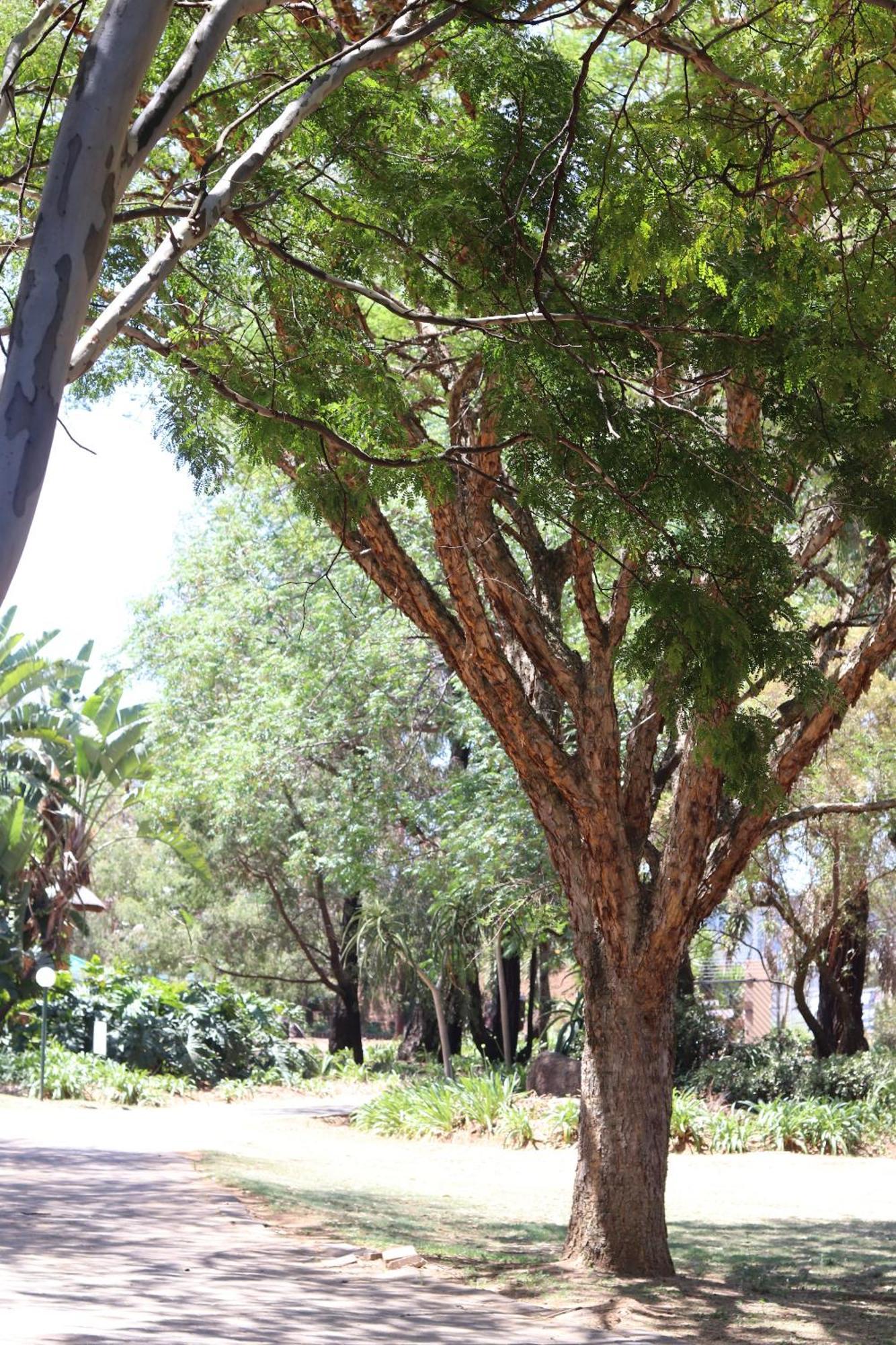 Khaya Africa Guesthouse Midrand Exterior foto